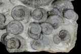 Fossil Ammonite (Dactylioceras) Cluster - Sandsend, England #176299-6